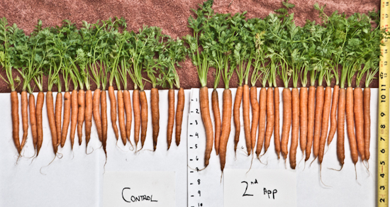 carrot trials