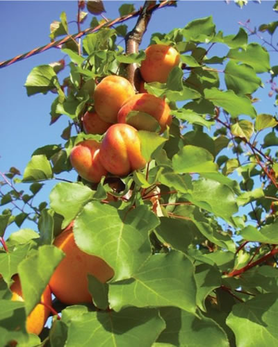 Nutrient-dense Honey Rich Apriums (70% apricot, 30% plum) from Nakata Farms