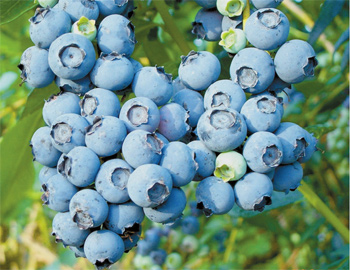 blueberries_naturalfarmer2009.jpg