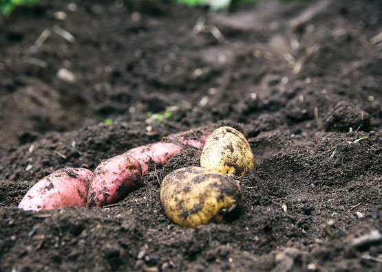 Potatoes in the soil